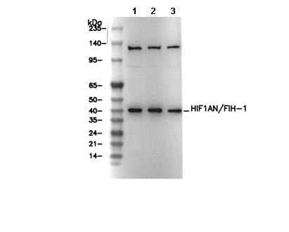 HIF1AN/FIH-1 Antibody [N1M12] WB