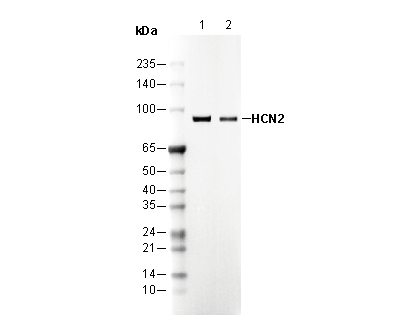 F3153-wb