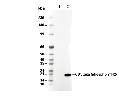 Phospho-CD3 &zeta; (Tyr142) Antibody [N6L15] WB