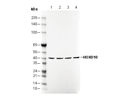 F3157-wb