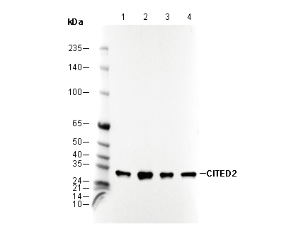 F3165-wb