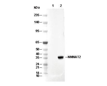 NMNAT2 Antibody [H1N2] WB