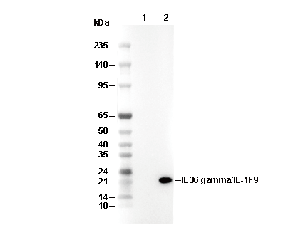 IL36 &gamma;/IL-1F9 Antibody [J11G22] WB