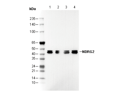 F3171-wb