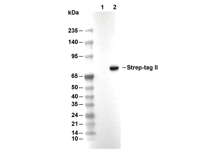 Strep-tag II Antibody [C20H20] WB