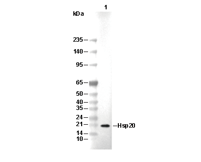 Hsp20 N-terminal Antibody [B22P24] WB
