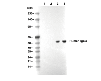 Human IgG3 Antibody [K16P8] WB