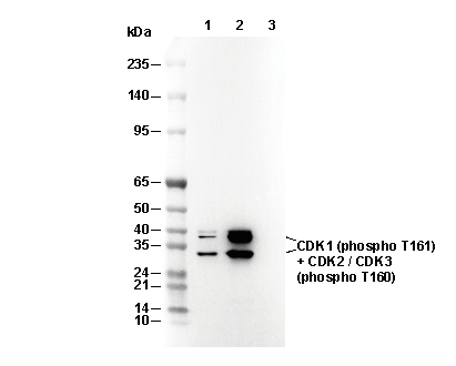 Phospho-CDK1 (T161) + CDK2/3 (T160) Antibody [G17G2] WB