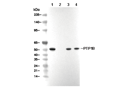 PTP1B Antibody [B2E10] WB