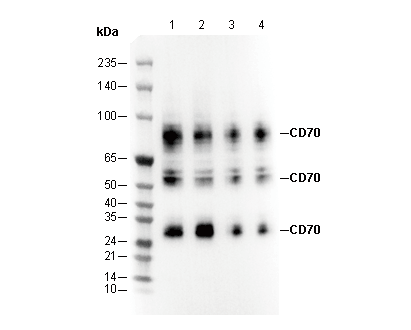F3202-wb