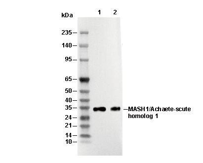 MASH1/Achaete-scute homolog 1 Antibody [H16P13] WB