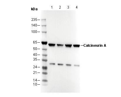 F3216-wb