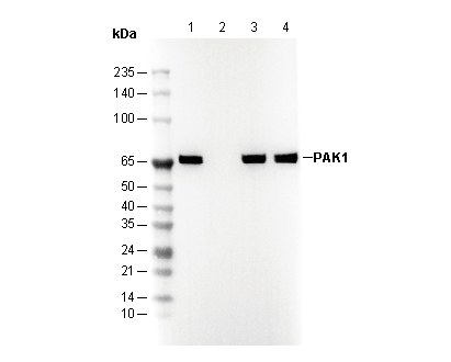 F3217-wb