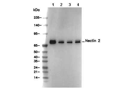 Nectin 2 Antibody [J9L1] WB