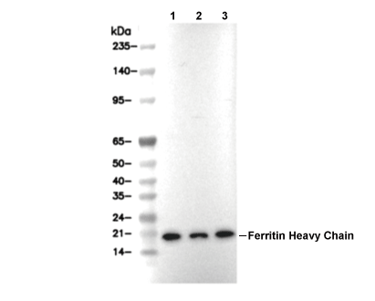 Ferritin Heavy Chain Antibody [L13L19] WB