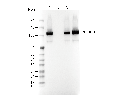 F3229-wb