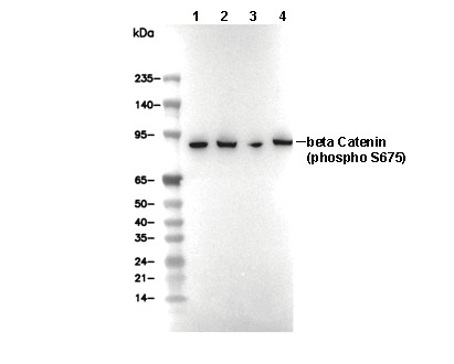 Phospho-&beta; Catenin (Ser675) Antibody [D16B23] WB