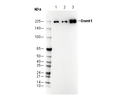 F3246-wb