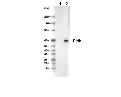PINK1 Antibody [M4A21] WB