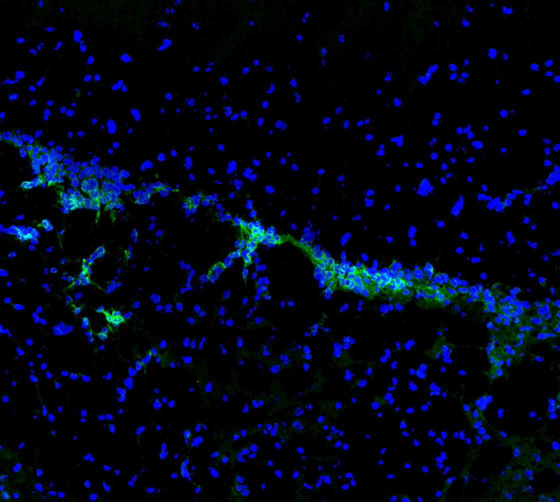 F3251-IF-Mouse-Brain