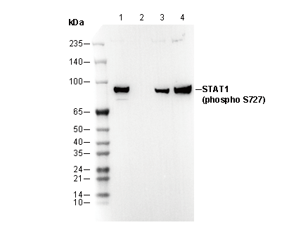 F3253-wb