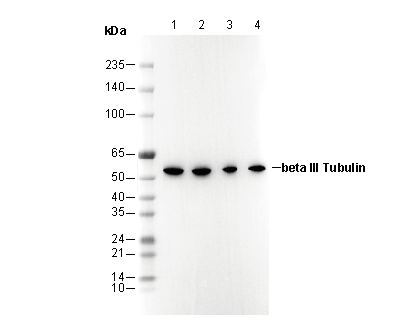 F3254-wb