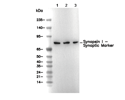 Synapsin I - Synaptic Marker Antibody [G18B13] WB