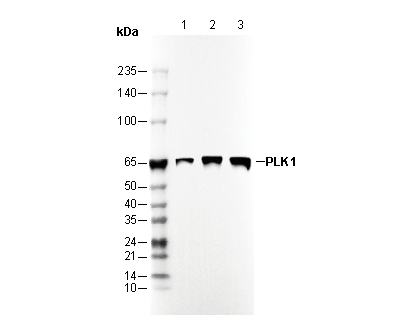 F3264-wb