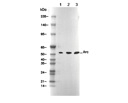 Arc Antibody [H24C14] WB