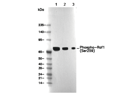Phospho-Raf1 (Ser259) Antibody [P5J4] WB