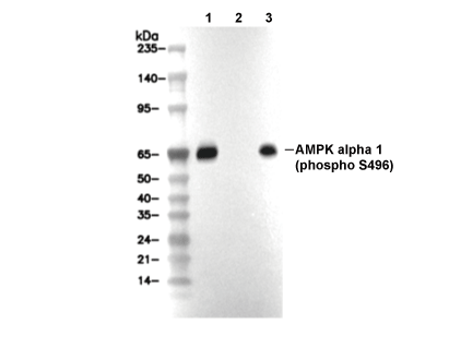 Phospho-AMPK&alpha;1 (Ser496) Antibody [K3H21] WB