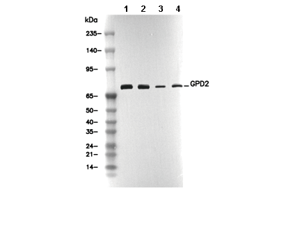 GPD2 Antibody [G9G15] WB