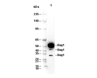 Bag1 Antibody [P8G10] WB