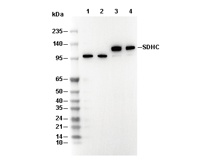 GPCR LGR6 Antibody [K5F2] WB