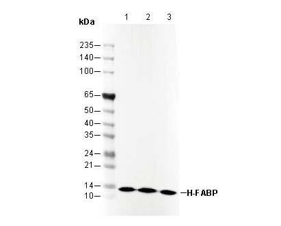 F3311-wb