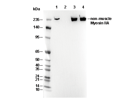 non-muscle Myosin IIA Antibody [H3M20] WB