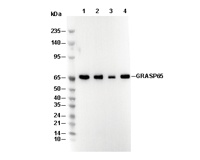 GRASP65 C-terminal Antibody [J23J3] WB