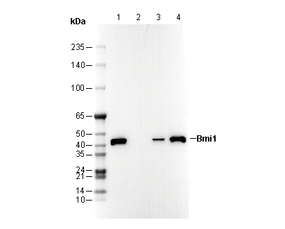 F3345-wb