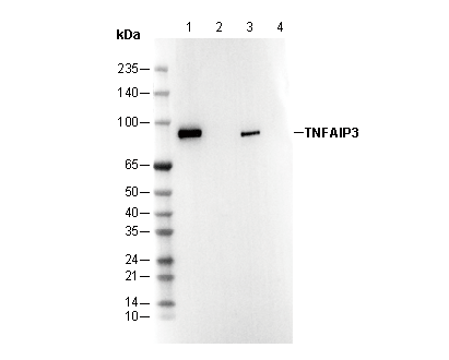 F3346-wb