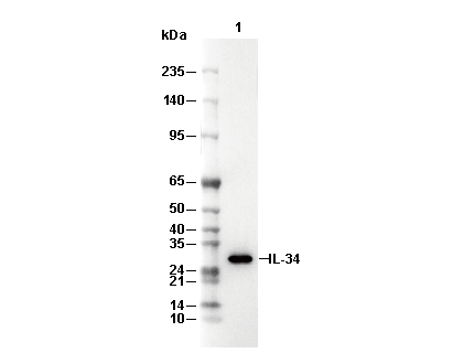 IL-34 Antibody [D20H18] WB