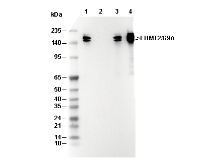 G9a/EHMT2 Antibody [C3B16] WB