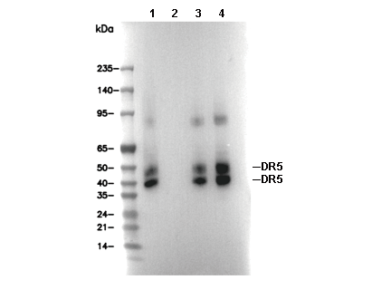 DR5 Antibody [N15H10] WB
