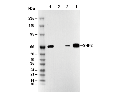 SHP2 Antibody [K18G10] WB