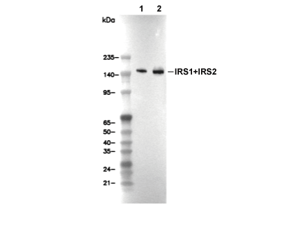 IRS-1+IRS-2 Antibody [P5F13] WB