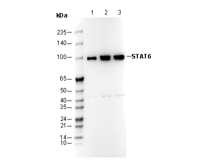 F3388-wb