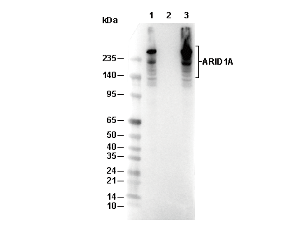 ARID1A Antibody [E15D7] WB