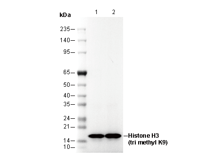 F3394-wb