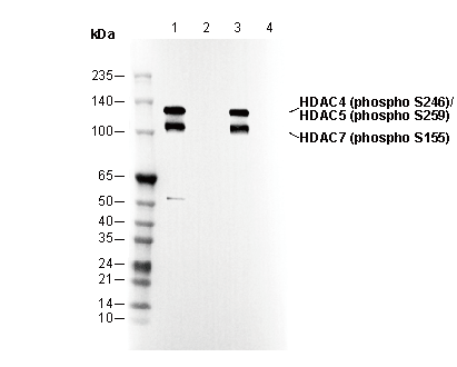 F3397-wb