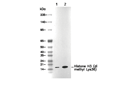 Histone H3 (di methyl Lys36) Antibody [L23A20] WB