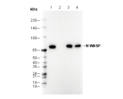 F3401-wb